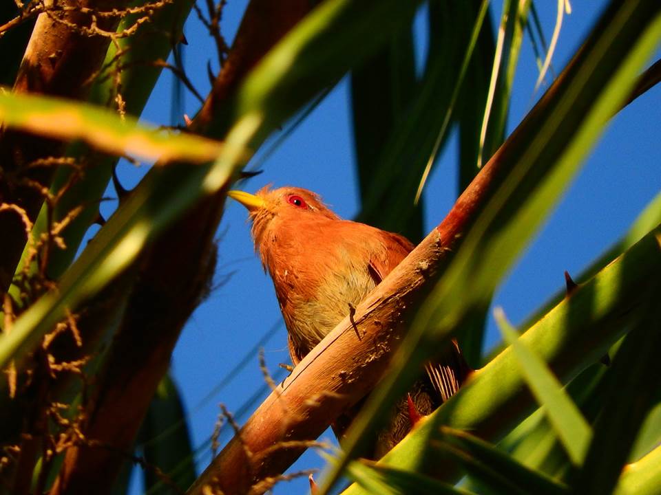 LITTLE CUCKOO Coccycua minuta FAUNA PARAGUAY